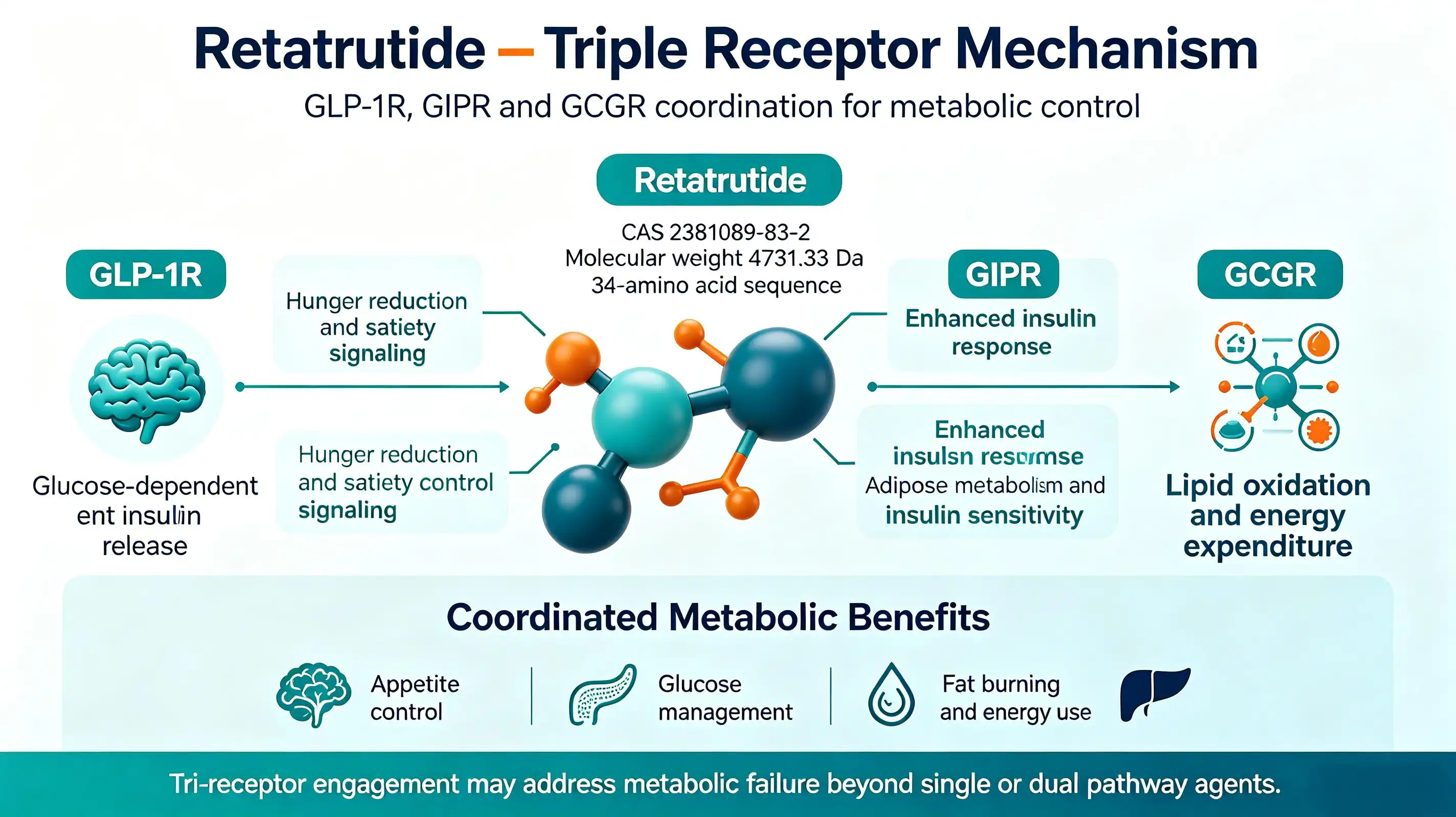 How Does Retatrutide Work? Understanding the Triple Agonist Peptide How Does Retatrutide Work? Understanding the Triple Agonist Peptide